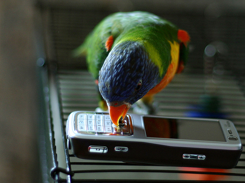 bird learns to use phone